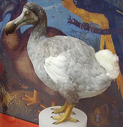 250px-Dodo_1.JPG