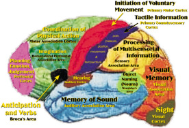 4_brain-map.jpg