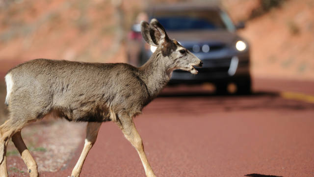 deer-crossing-edit.jpg