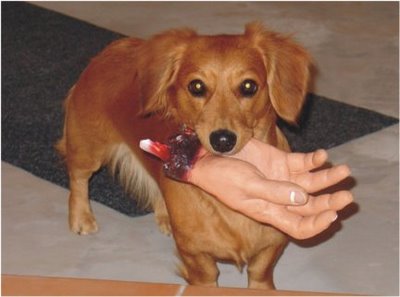 dog-bites-hand.jpg