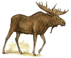 moose2.jpg