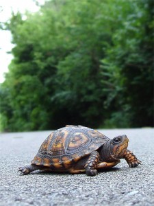 turtle640-225x300.jpg